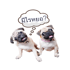 [LINEスタンプ] What the PUGs