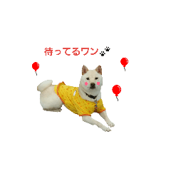 [LINEスタンプ] 小雪の日常