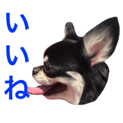 [LINEスタンプ] りきゅさんとひみ 3