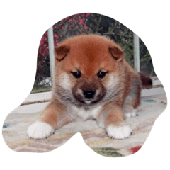 [LINEスタンプ] たび"足袋"ちゃん