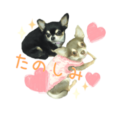 [LINEスタンプ] ちょこあみるく