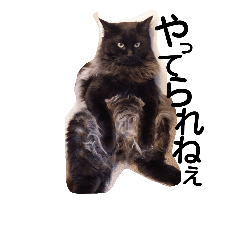 [LINEスタンプ] わがやの猫と鳥