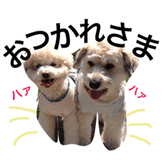 [LINEスタンプ] くぅもこゆずさんのスタンプ