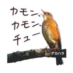 [LINEスタンプ] 野鳥 聞きなしスタンプ by 野鳥動画図鑑