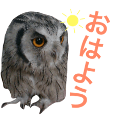 [LINEスタンプ] ふくろうと1匹の猫