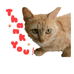 [LINEスタンプ] 猫スタンプ(外猫)