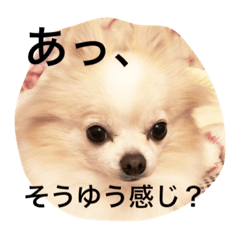 [LINEスタンプ] ゆるポメチワ ぺちのスタンプ fetchpriority=high