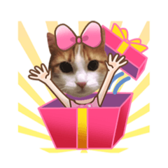 [LINEスタンプ] メインクーン(猫)