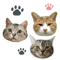 [LINEスタンプ] 3匹の猫の写真スタンプ