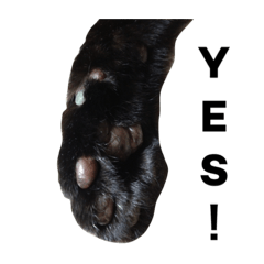 [LINEスタンプ] 黒猫mew 1