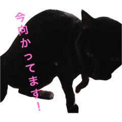 [LINEスタンプ] 黒猫mew 2