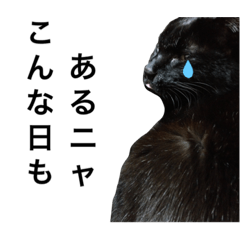 [LINEスタンプ] 黒猫mew 3