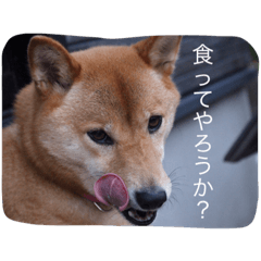 [LINEスタンプ] ももまるスタンプ