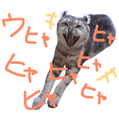 [LINEスタンプ] なんてかわいいにゃんこたち！