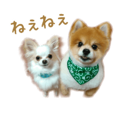 [LINEスタンプ] ゆるふわわんこ 