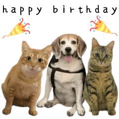 [LINEスタンプ] Beagle with two cats Life