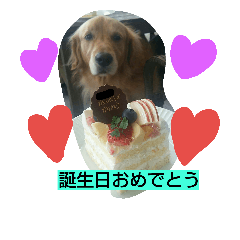 [LINEスタンプ] ゴールデンレトリバーの日常