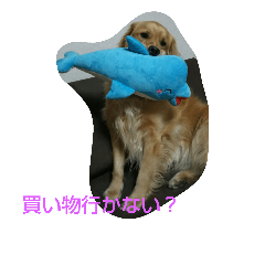[LINEスタンプ] ゴールデンレトリバーのお誘いスタンプ