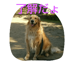 [LINEスタンプ] ゴールデンレトリバーの日常スタンプ2
