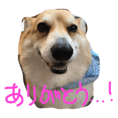 [LINEスタンプ] コーギーの「なぎさ」