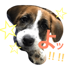 [LINEスタンプ] ジャックラッセルテリア＊nicoちゃん❷