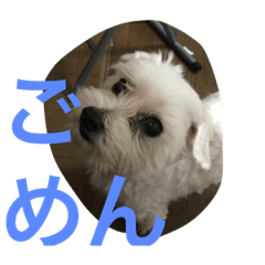 [LINEスタンプ] バニラのお留守番 