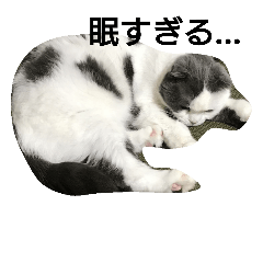 [LINEスタンプ] ニャンコで挨拶