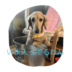 [LINEスタンプ] 大ちゃん「いま入ってるねん」 