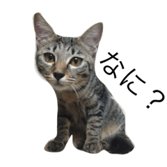 [LINEスタンプ] かわいい猫ちゃん 