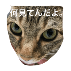 [LINEスタンプ] 猫の独り言