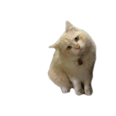 [LINEスタンプ] The Cat and kitten (TH)
