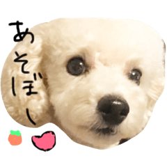 [LINEスタンプ] 大好き！トイプーはっさく！