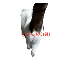 [LINEスタンプ] 捨て猫に愛を