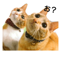 [LINEスタンプ] 猫ばかが作ったスタンプ