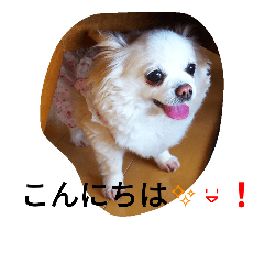 [LINEスタンプ] チワワのりんひなちゃん