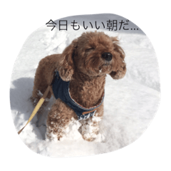 [LINEスタンプ] トイプードル ココちゃんの日常 