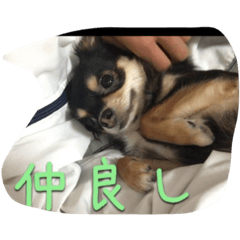 [LINEスタンプ] 〜愛犬チロルとの日常〜