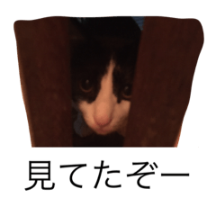 [LINEスタンプ] うちの猫ちゃん 