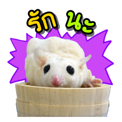 [LINEスタンプ] Sugargliders (Momo and Friend)