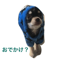 [LINEスタンプ] チワワのメンマ(文字入り)