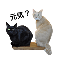 [LINEスタンプ] クリーム茶トラのネムと黒猫ピース2