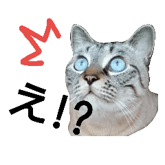 [LINEスタンプ] 気分屋サバトラぼんすけ