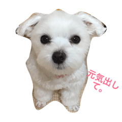 [LINEスタンプ] マルチーズのサラちゃん。