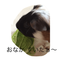 [LINEスタンプ] モルモット ねね 日常会話