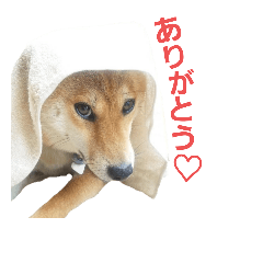 [LINEスタンプ] 柴犬ハナちゃん