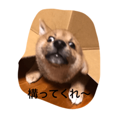[LINEスタンプ] 柴犬の成長記録 ①