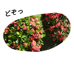 [LINEスタンプ] 沖縄の花