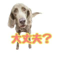 [LINEスタンプ] ワイマラナーの仲間たち2