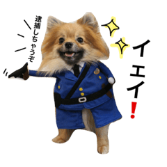 [LINEスタンプ] ポメラニアン  いっぱい！