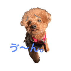 [LINEスタンプ] トイプードルジルの 使えるお返事パート7
